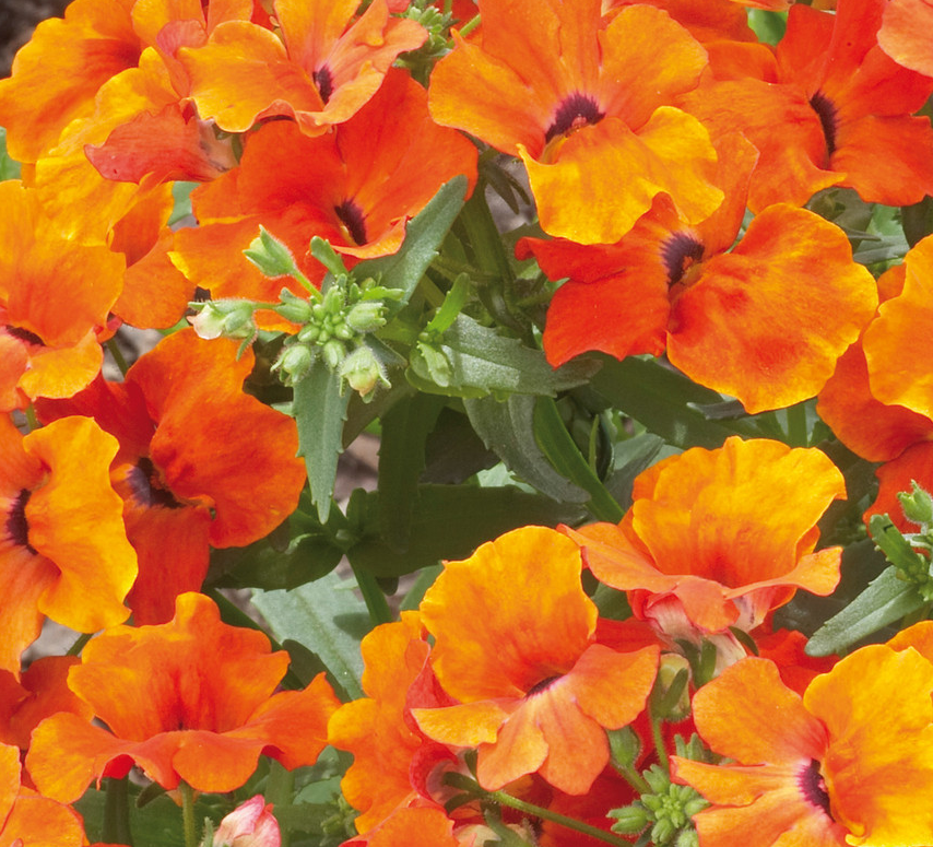 Nemesia Lyric Orange 50 Seeds