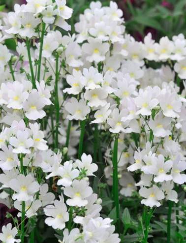 Nemesia Wisley Vanilla 50 Seeds