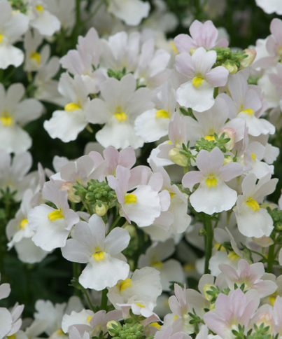 Nemesia Wisley Vanilla 50 Seeds