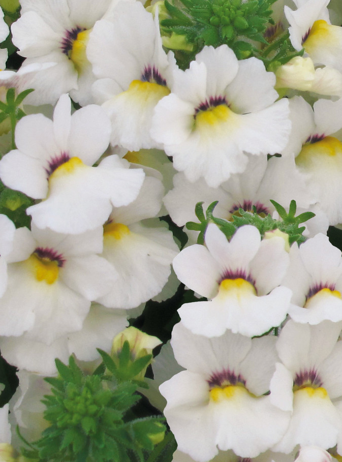 Nemesia Lyric White 50 Seeds