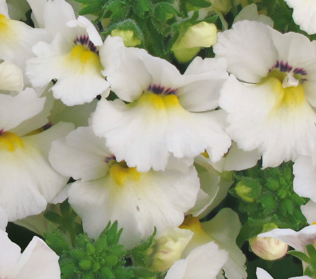 Nemesia Lyric White 50 Seeds