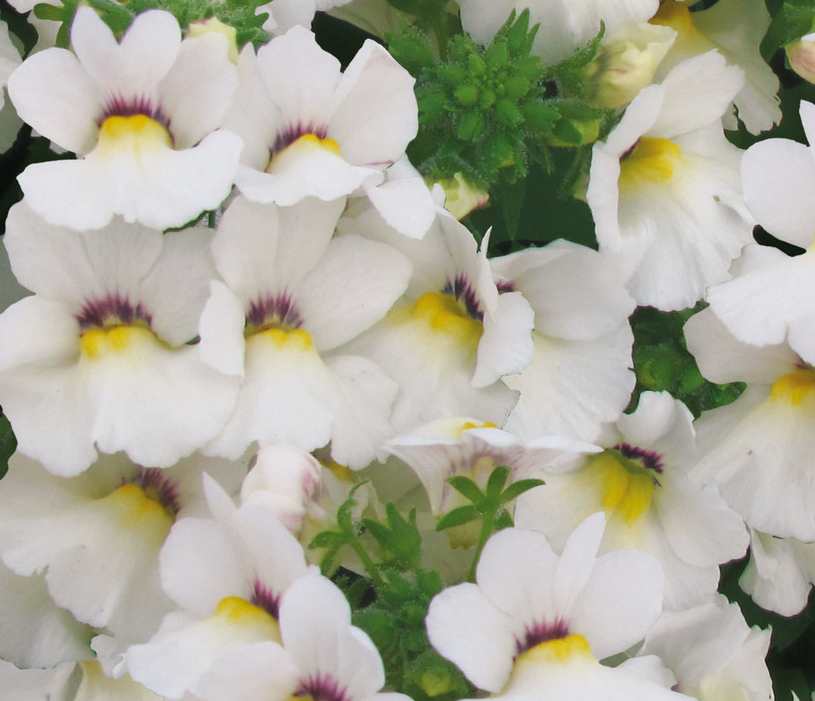Nemesia Lyric White 50 Seeds