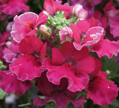 Nemesia Lyric Cherry 50 Seeds