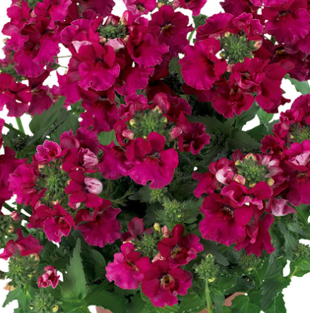 Nemesia Lyric Cherry 50 Seeds