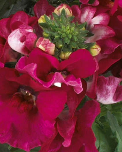 Nemesia Lyric Cherry 50 Seeds