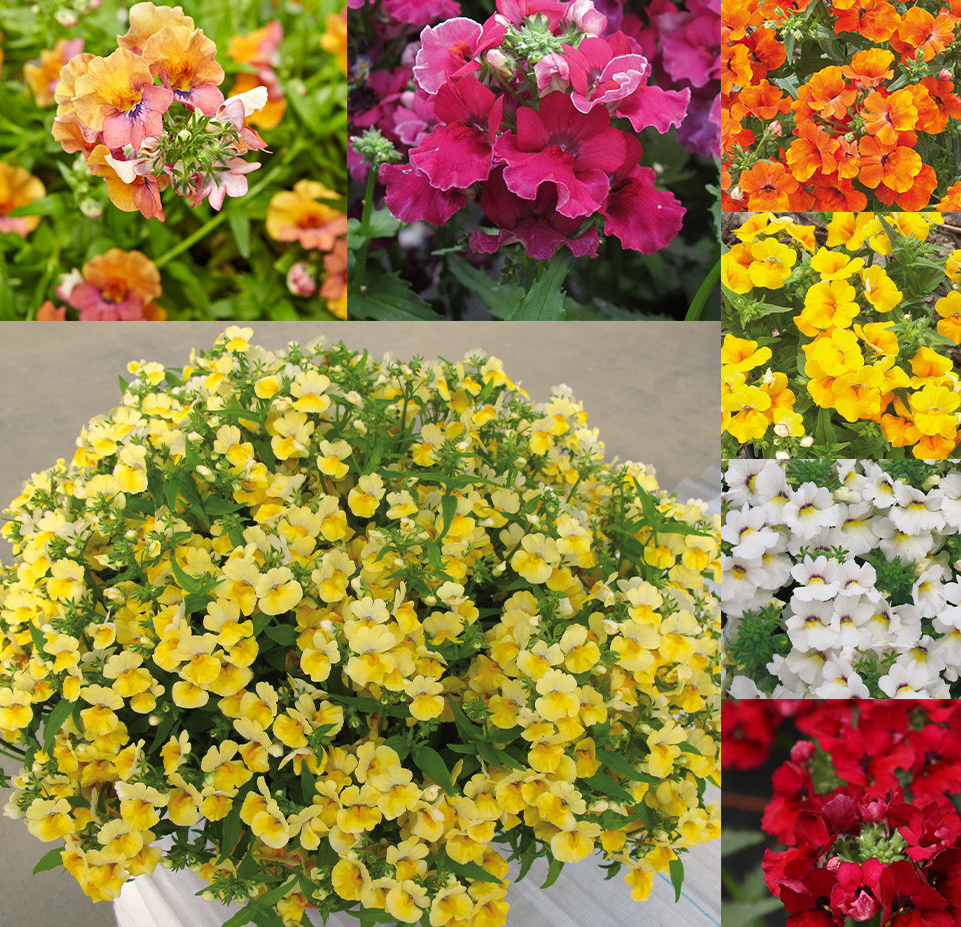 Nemesia Lyric Mixed 50 Seeds