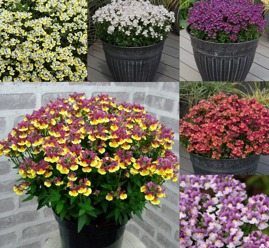 Nemesia Fragrance Collection 50 Seeds