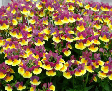 Nemesia Fragrance Collection 50 Seeds