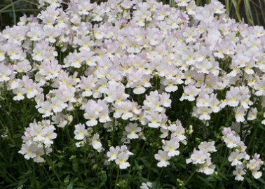 Nemesia Fragrance Collection 50 Seeds