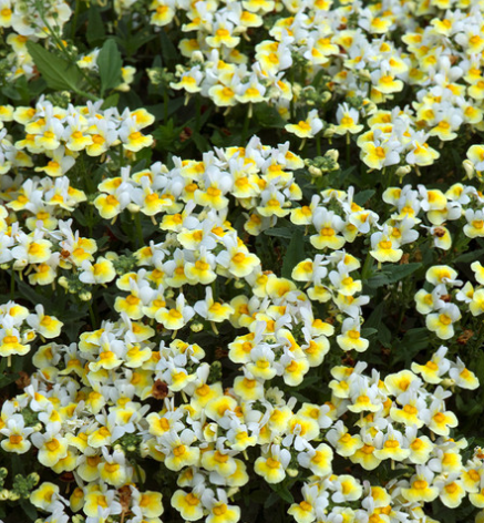 Nemesia Fragrance Collection 50 Seeds