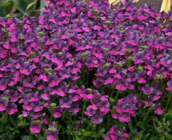 Nemesia Fragrance Collection 50 Seeds