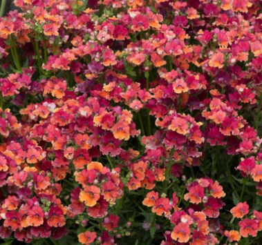 Nemesia Fragrance Collection 50 Seeds