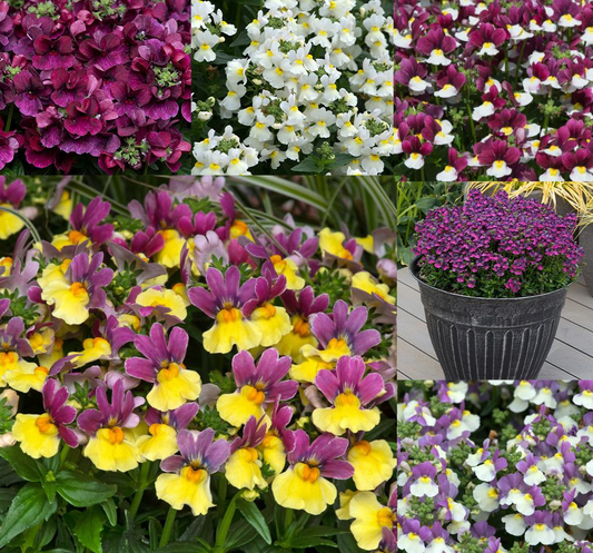 Nemesia Lady Collection 50 Seeds