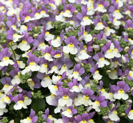 Nemesia Lady Collection 50 Seeds