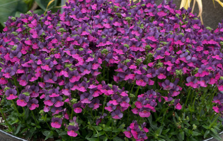 Nemesia Lady Collection 50 Seeds