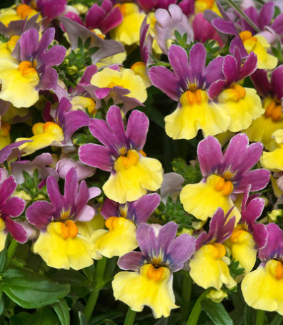 Nemesia Lady Collection 50 Seeds