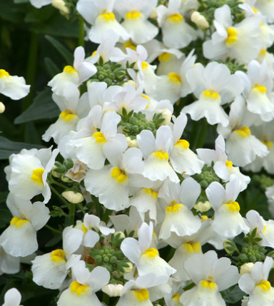 Nemesia Lady Collection 50 Seeds