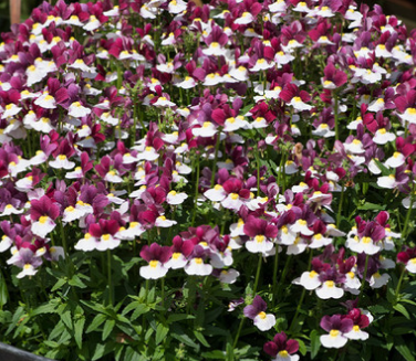 Nemesia Lady Collection 50 Seeds