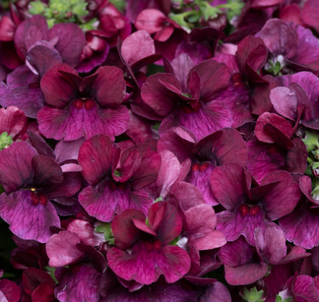 Nemesia Lady Collection 50 Seeds