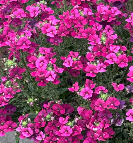 Nemesia Lyric Magenta 50 Seeds
