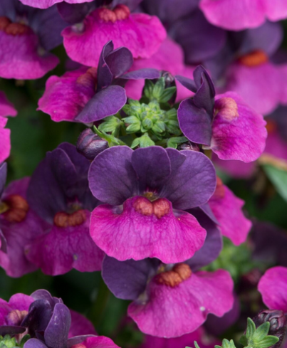 Nemesia Lady Lisa 50 Seeds