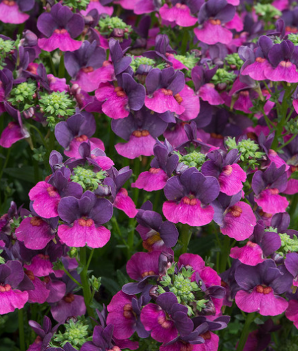 Nemesia Lady Lisa 50 Seeds