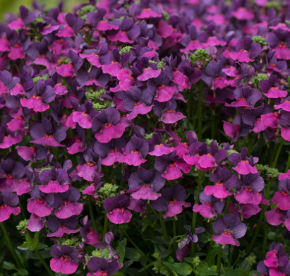 Nemesia Lady Lisa 50 Seeds