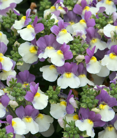 Nemesia Lady Kate 50 Seeds