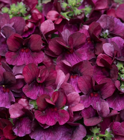 Nemesia Lady Ruby 50 Seeds
