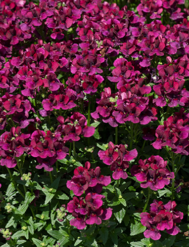Nemesia Lady Ruby 50 Seeds