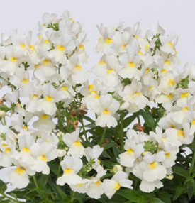 Nemesia Lady Mary 50 Seeds