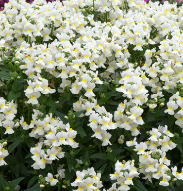 Nemesia Lady Mary 50 Seeds