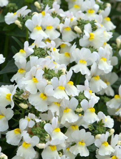 Nemesia Lady Mary 50 Seeds