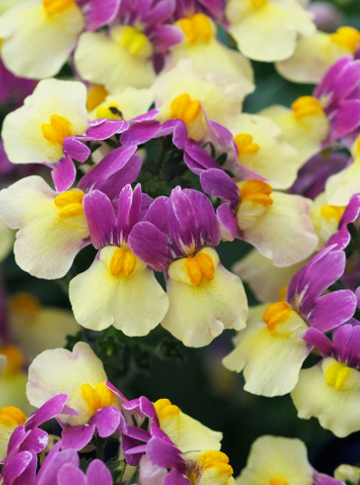 Nemesia Lady Lucy 50 Seeds