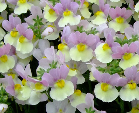 Nemesia Aroma Easter Bonnet 50 Seeds