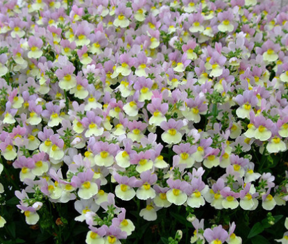 Nemesia Aroma Easter Bonnet 50 Seeds