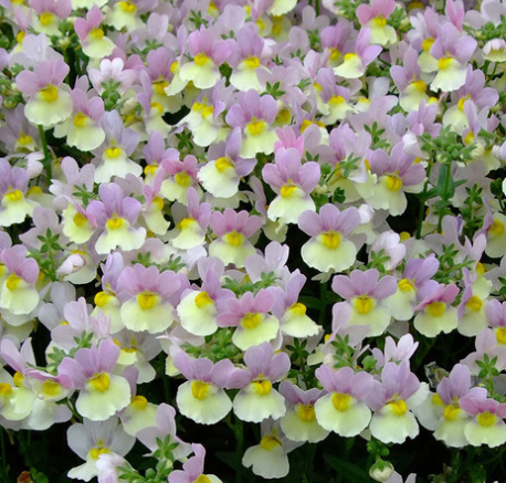 Nemesia Aroma Easter Bonnet 50 Seeds