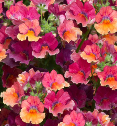 Nemesia Sunmesia Tropical 50 Seeds