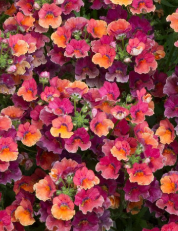 Nemesia Sunmesia Tropical 50 Seeds