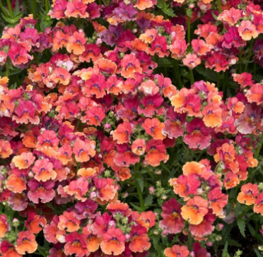 Nemesia Sunmesia Tropical 50 Seeds