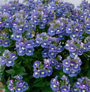 Nemesia Lyric Blue 50 Seeds