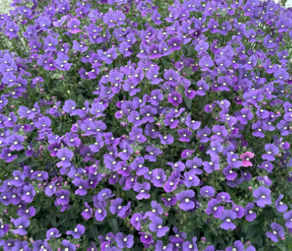 Nemesia Lyric Blue 50 Seeds