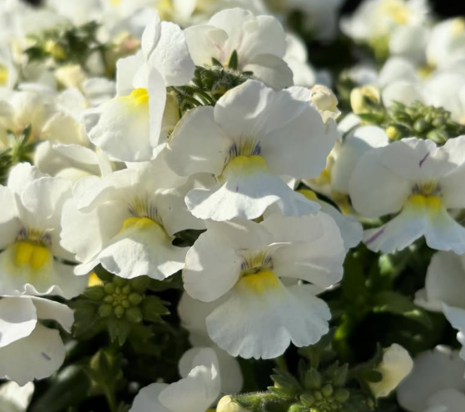 Nemesia Winter 50 Seeds