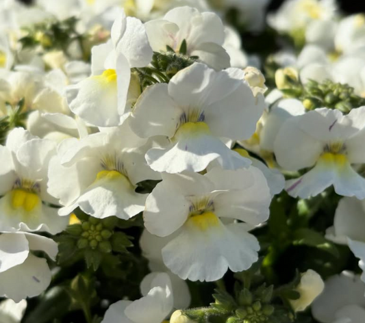 Nemesia Winter 50 Seeds