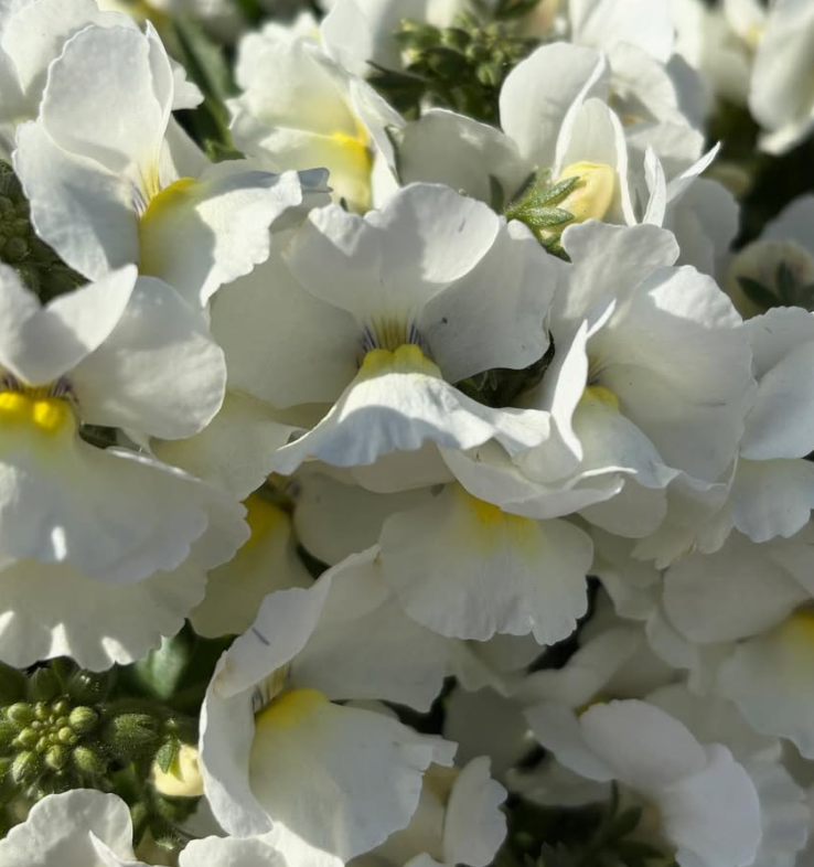 Nemesia Winter 50 Seeds