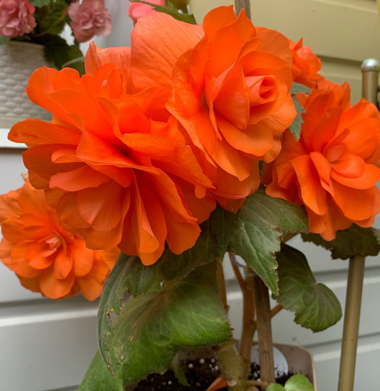 Begonia Colin Hamilton 1 Bulb