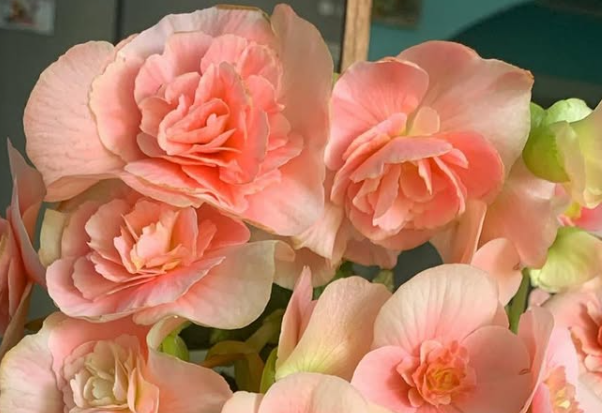 Begonia Bodinia Light Pink 1 Bulb