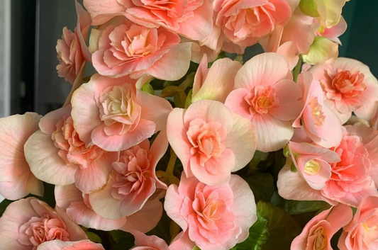 Begonia Bodinia Light Pink 1 Bulb