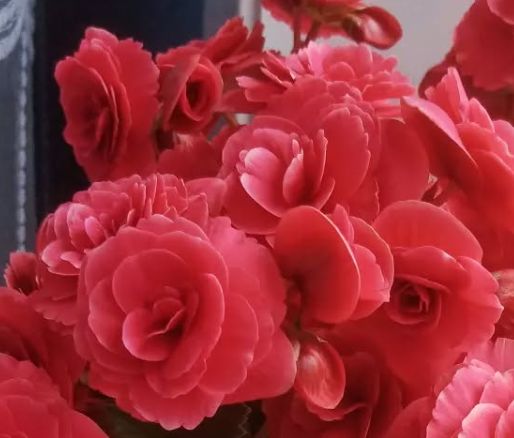 Begonia Borias Dark 1 Bulb
