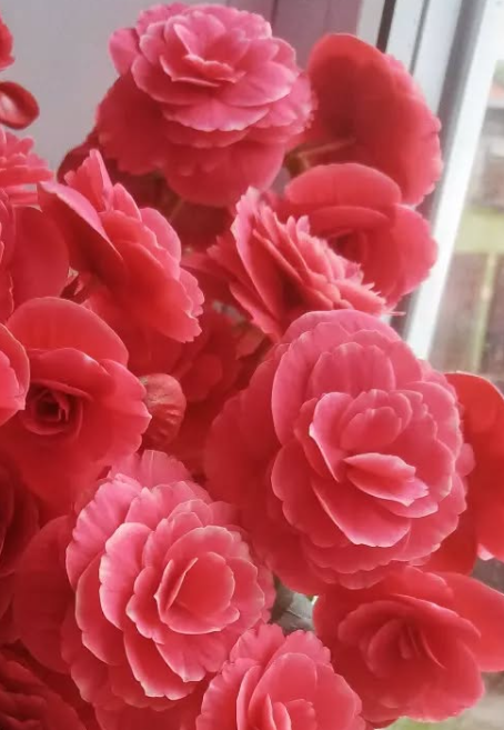 Begonia Borias Dark 1 Bulb